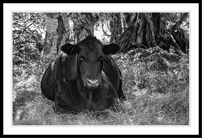 A large cow sits under a tree in black and white.